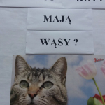2019-dzien-kota-06